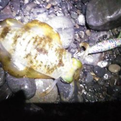 大潮アオリイカ釣行